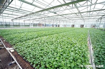 大荔農(nóng)產(chǎn)品產(chǎn)地行 “從農(nóng)田到餐桌”，品質(zhì)看得見